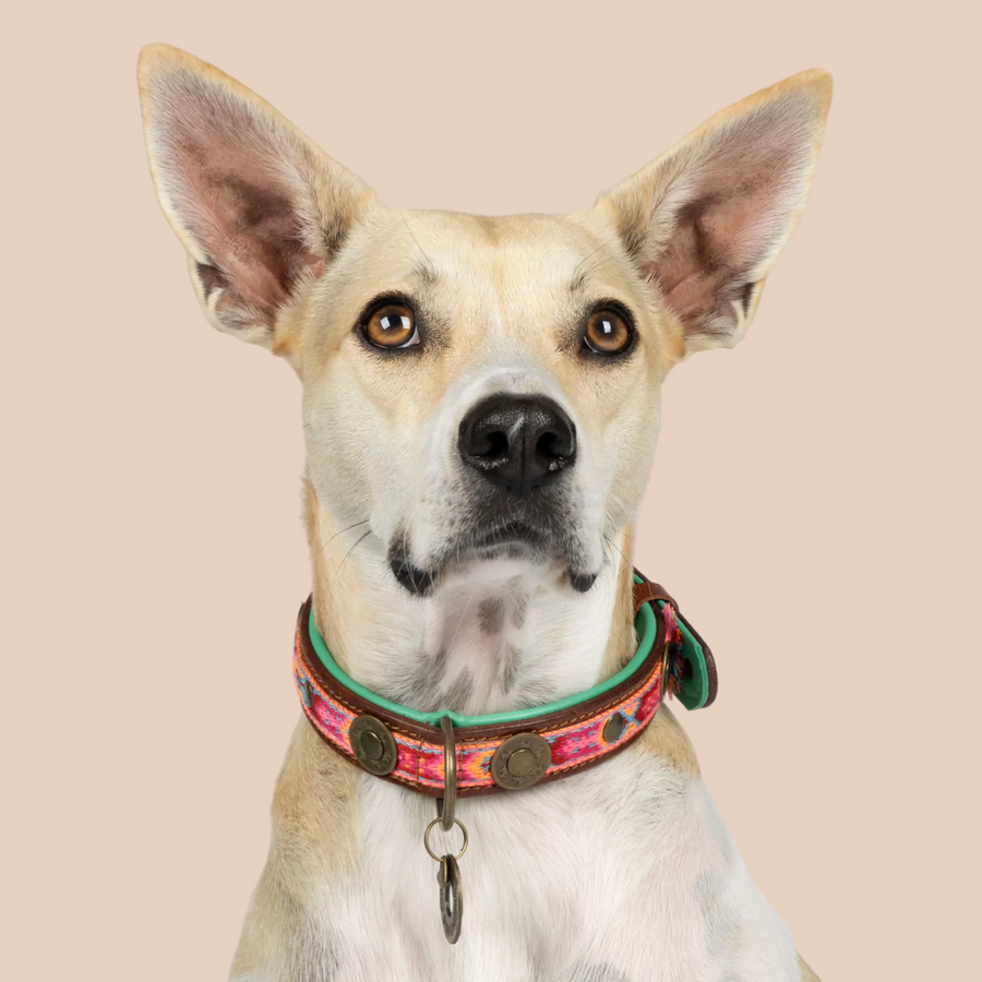 Dog with a Mission | Boho rosa Hundehalsband